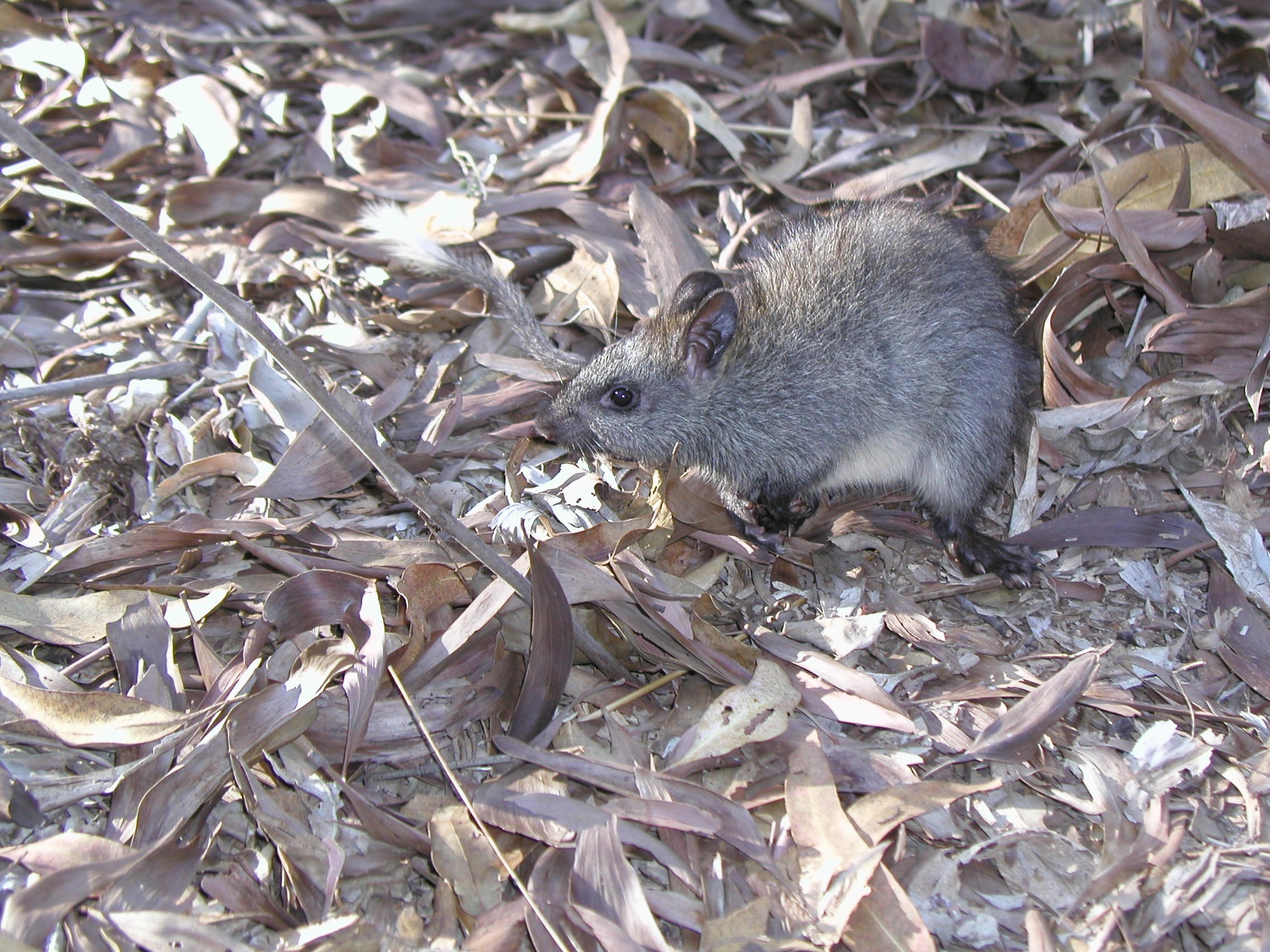 Black-footed Tree Rat